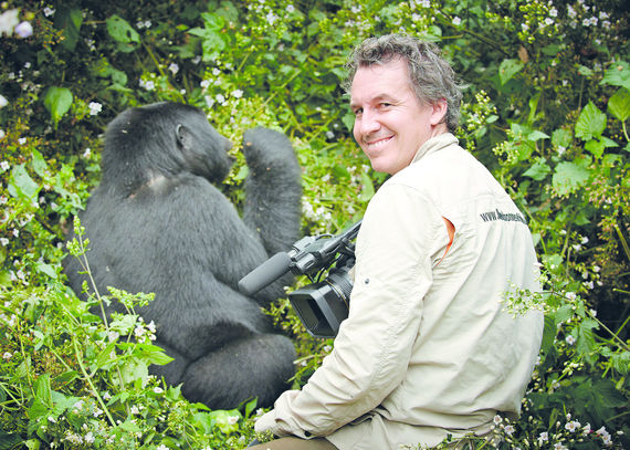 Berggorilla [Gorilla beringei beringei], Bwindi Impenetrable National Park, Uganda, Afrika |mountain gorilla [Gorilla beringei beringei], Bwindi Impenetrable National Park, Uganda, Africa|
