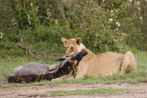 Loewe (Panthera leo), Loewin toetet Gnu, Masai Mara, KENIA, Afrika                |lion (Panthera leo), lioness kills wilderbeest, Masai Mara, KENYA, Africa|