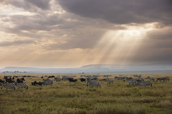 Steppenzebra, Equus quagga, Serengeti, Tansania, Afrika |Plains Zebra, Equus quagga, Serengeti, Tanzania, Africa|