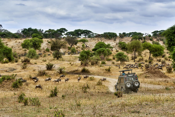 Tarangire-Nationalpark, Tansania, Afrika |Tarangire National Park, Tanzania, Africa|