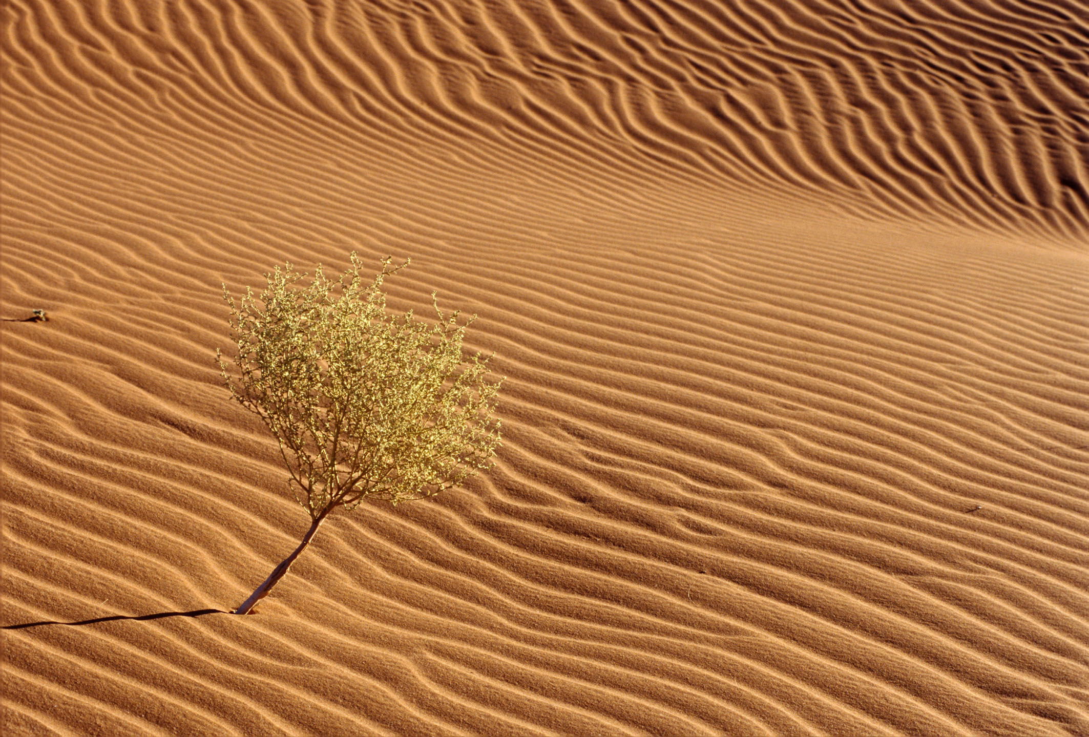 Afrika, Namibia, ehemalige deutsche Kolonie,
einsamer Strauch im Sand auf an einer D|ne in der W|ste Namib bei Sossusvlei, Touristenattraktion