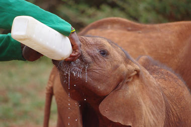 Safari Tour Highlights