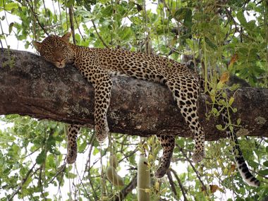 Safari Tour Highlights