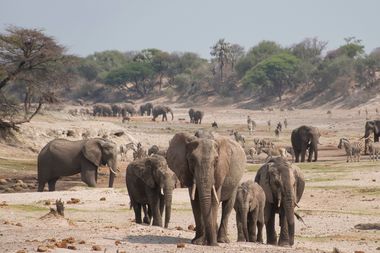 Safari Tour Highlights