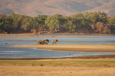 Safari Tour Highlights