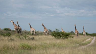 Safari Tour Highlights