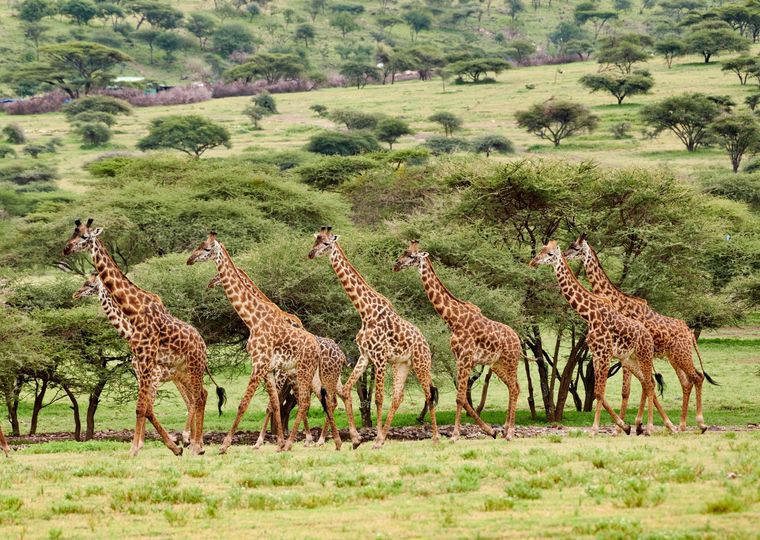 Bild Ritterbach - Giraffen TZ